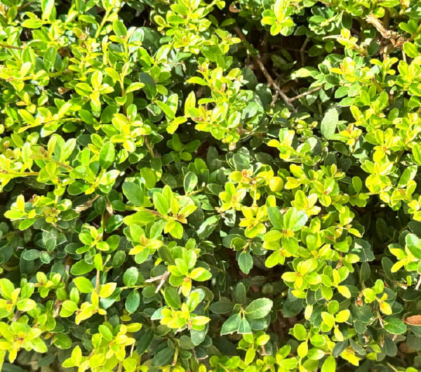 ウエストリンギア