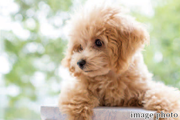 大切なペットと一緒に暮らせます | ブリシア上板橋 |新築分譲マンション