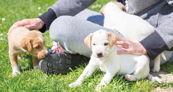 ウィズペット | ブリシア川口｜新築分譲マンション